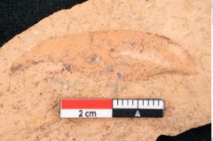 Foto (Detailansicht) von Santalum salicinum Ettingshausen (NHMW-GEO-2024-0188-8000)
